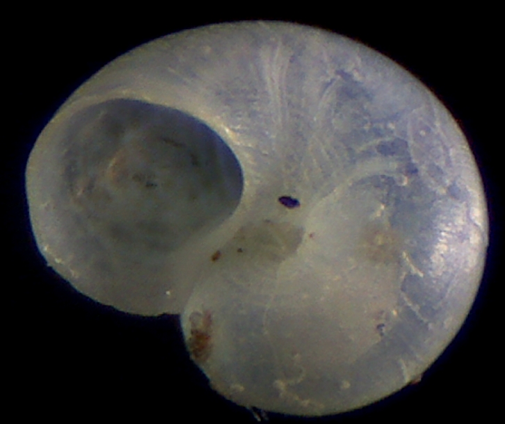 Marino? continental?