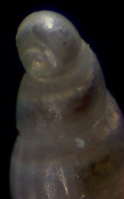 turbonilla rufa juv: ??