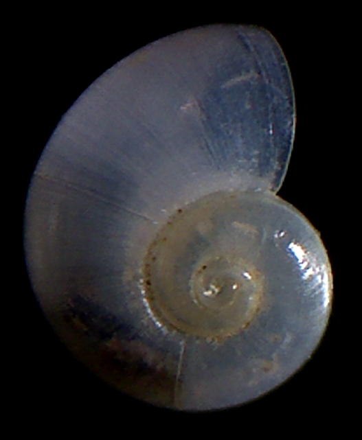 Skenea serpuloides