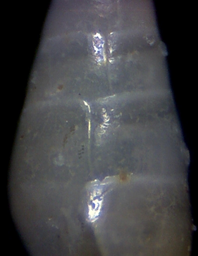 Parvioris ibizenca ?