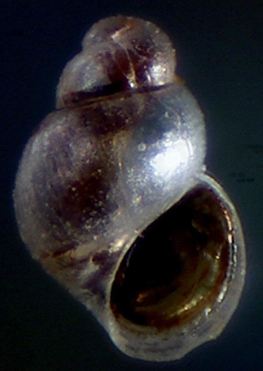 Rissoella diaphana ?