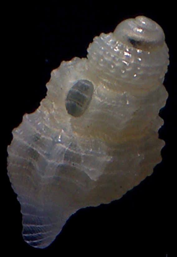 juvenil de raphitoma?