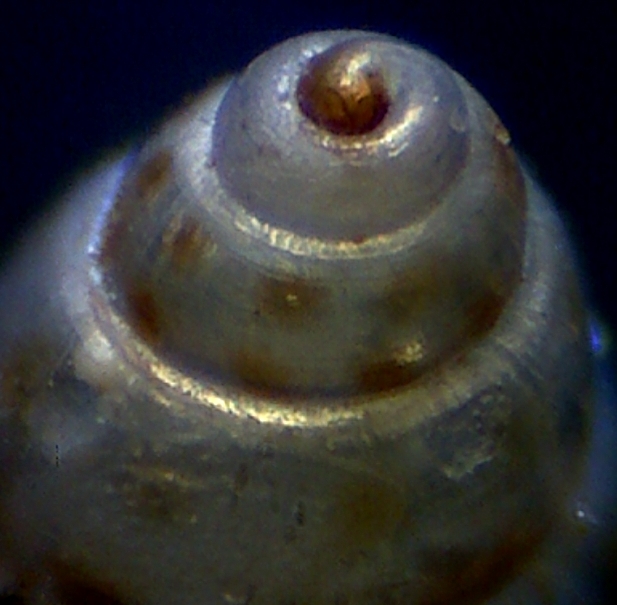 Setia maculata