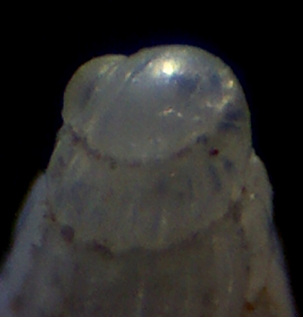 Turbonilla pusilla ?