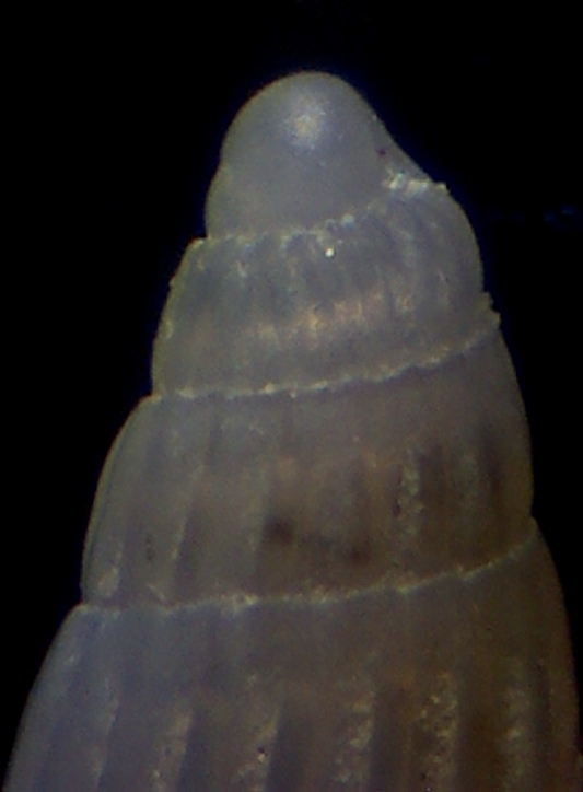 Turbonilla pumila