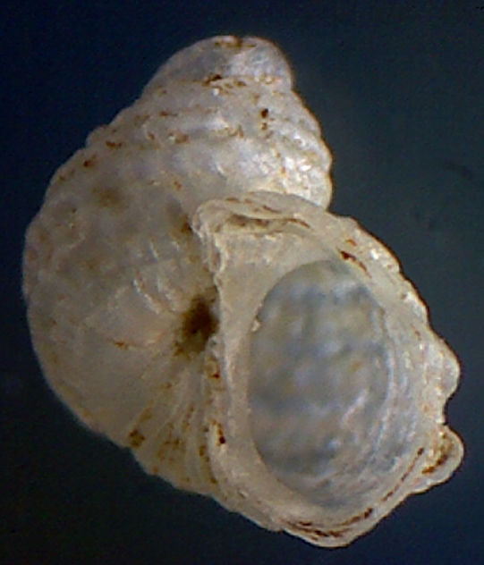 Alvania carinata  juvenil ??