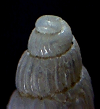 Chrysallida clathrata??