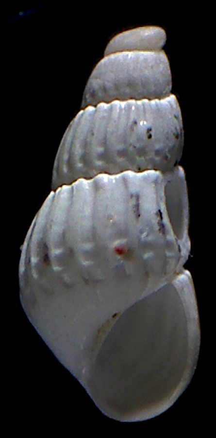 chrysallida interstincta ?