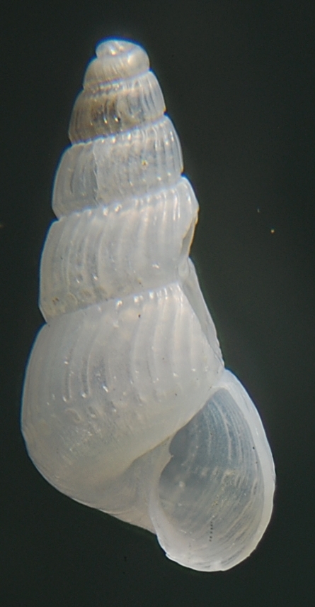 Chrysallida sp.  multicostata