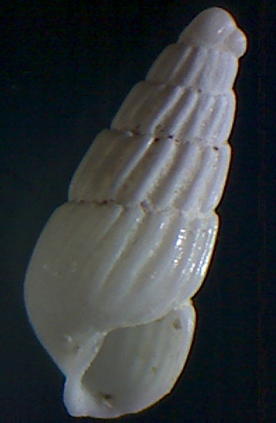 Turbonilla  kerkennah 10