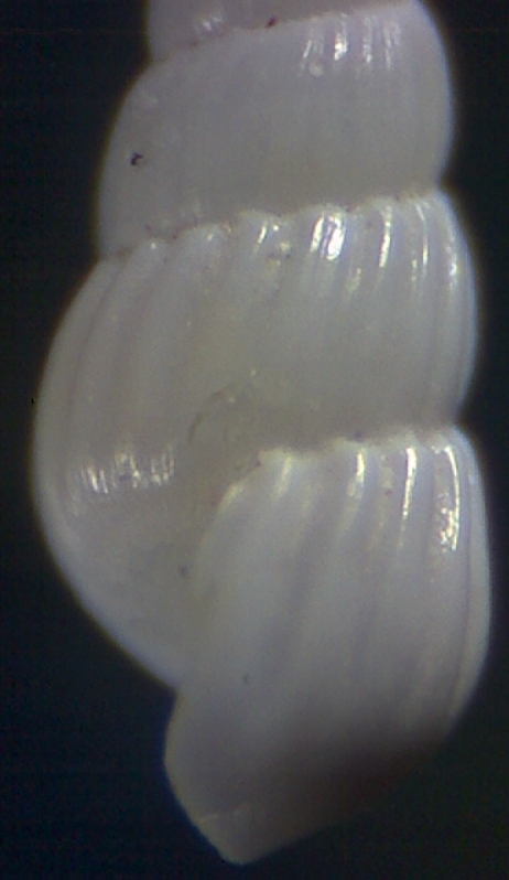 Turbonilla  kerkennah 11