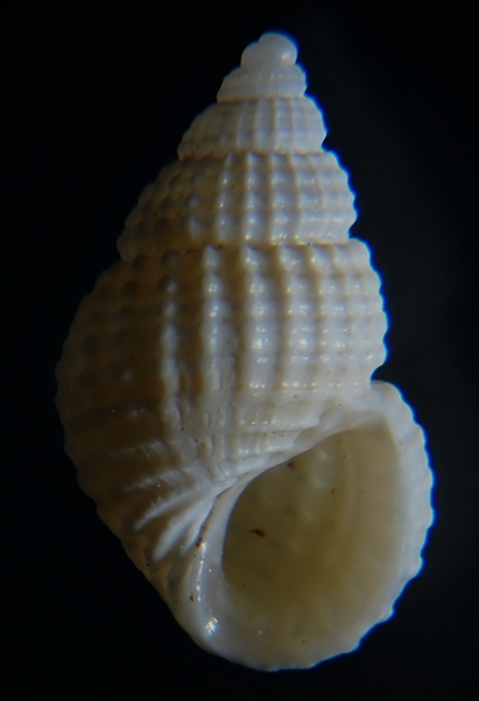 Alvania mamillata ?
