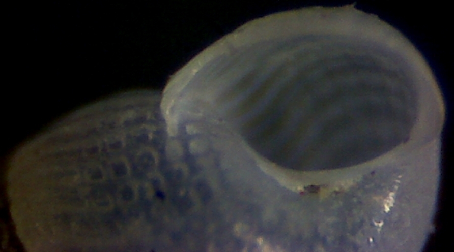 Chrysallida juliae