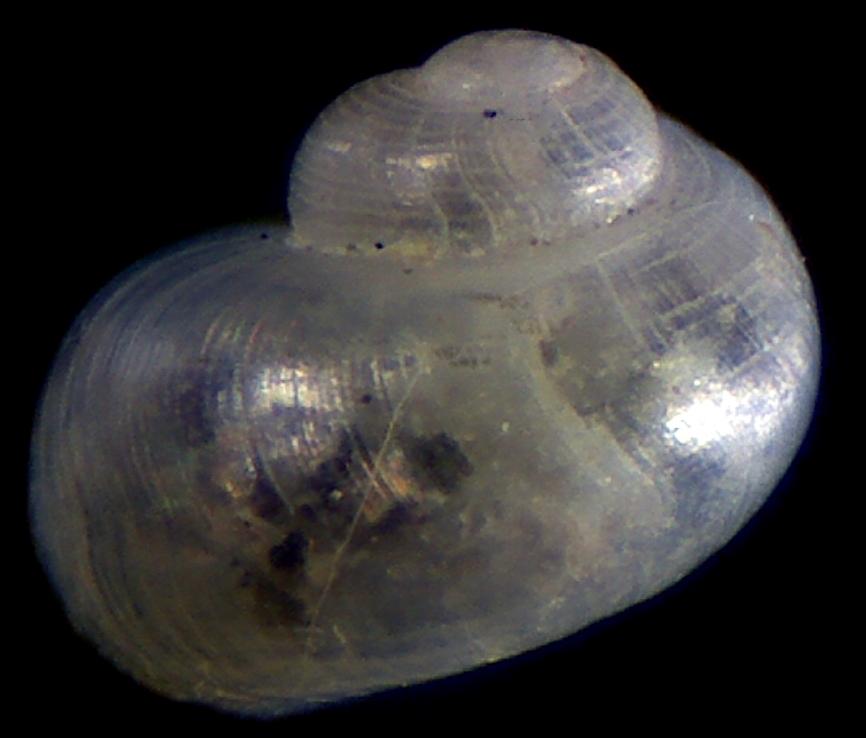 Dikoleps marianae