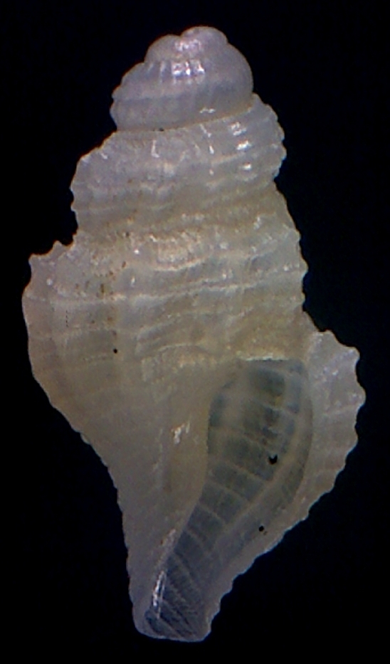 juvenil de raphitoma?