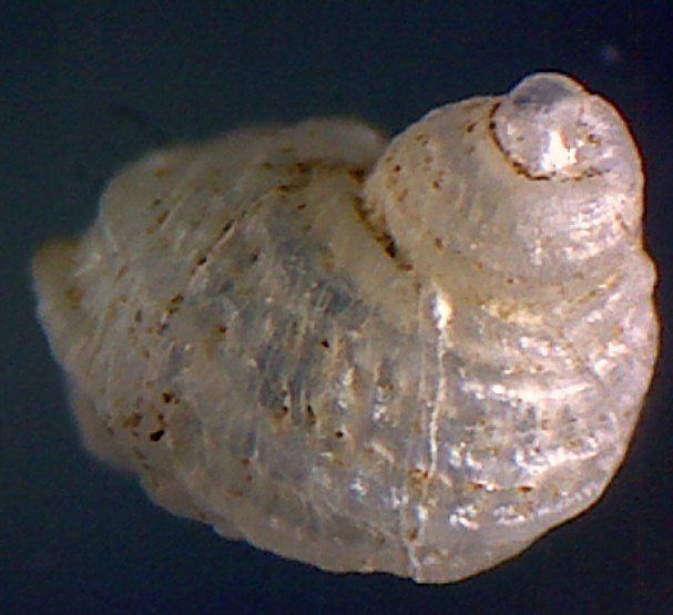 Alvania carinata  juvenil ??