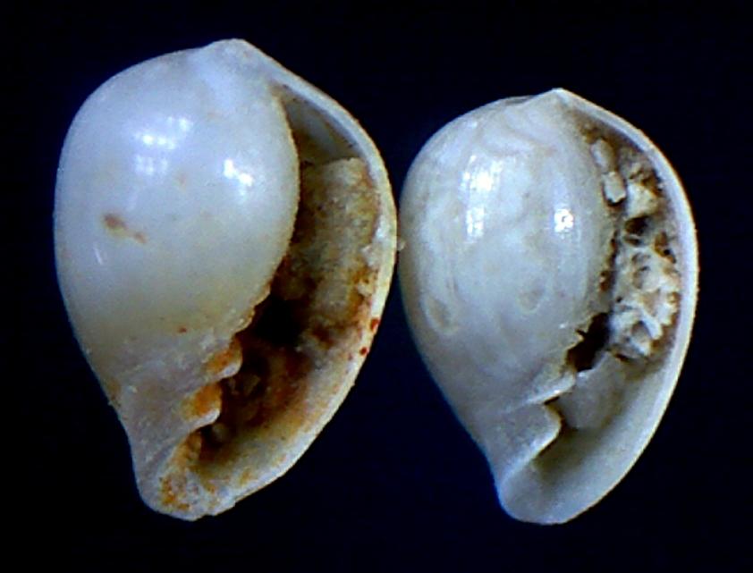 Granulinas juveniles ??