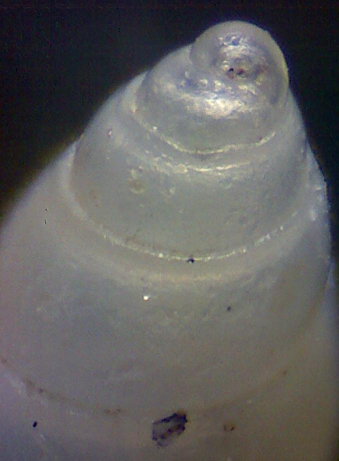 O.carrozai ??