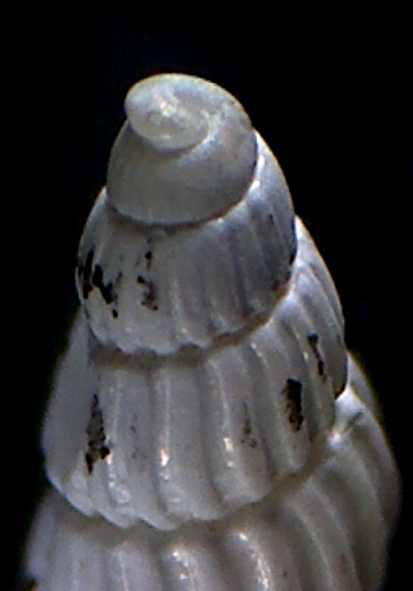 chrysallida interstincta ?