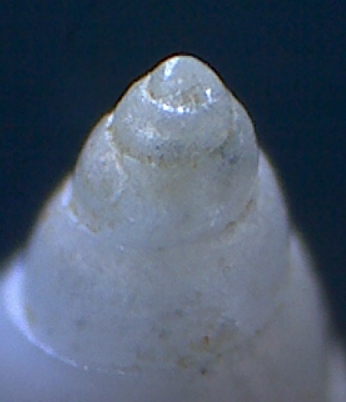 Odostomia ?? = cfr. eulimoides