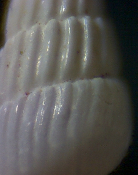Turbonilla  kerkennah 10