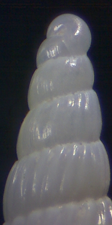 Turbonilla  kerkennah 11