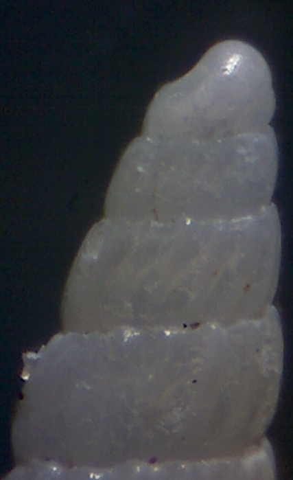 Turbonilla  kerkennah 12