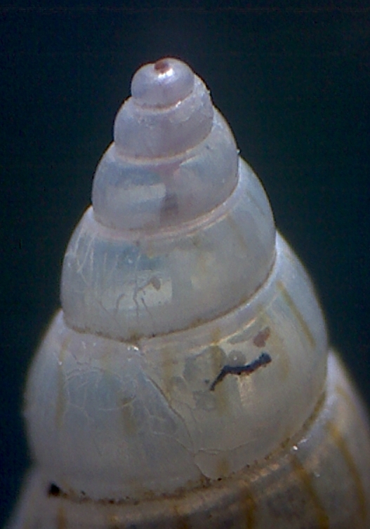 Pusillina ? = Pusillina munda
