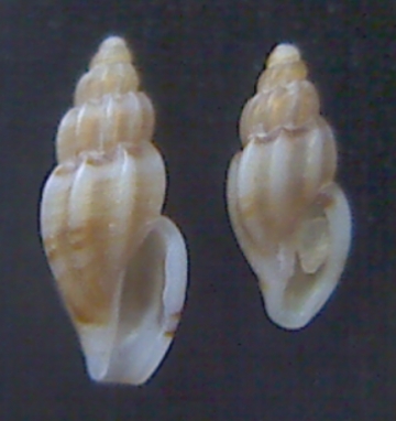 Mangelia sandrii ? coarctata?