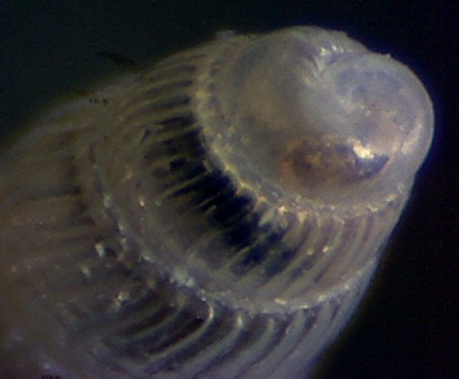 Chrysallida juliae