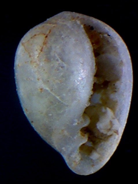 Granulinas juveniles ??