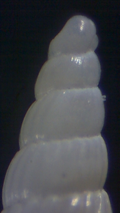 Turbonilla  kerkennah 11