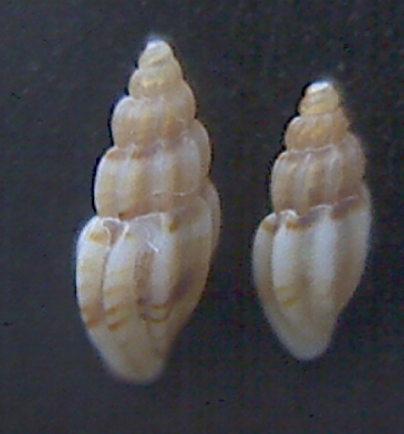 Mangelia sandrii ? coarctata?