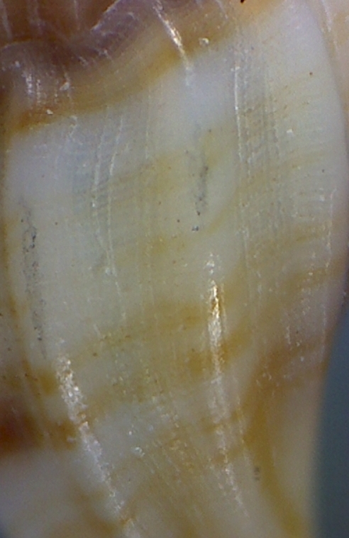 Mangelia sandrii ? coarctata?