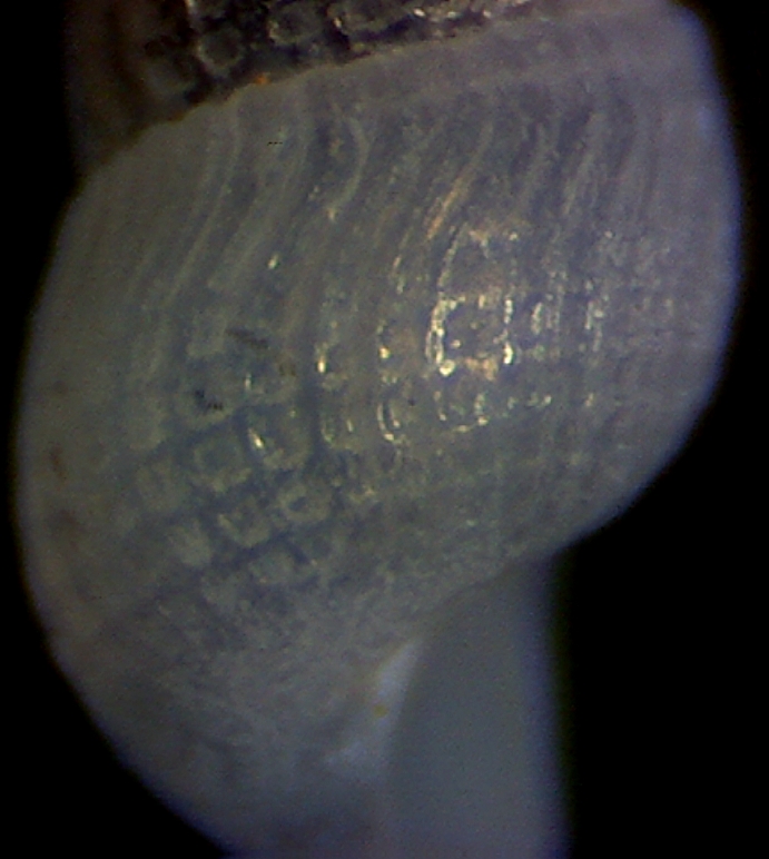 Chrysallida juliae