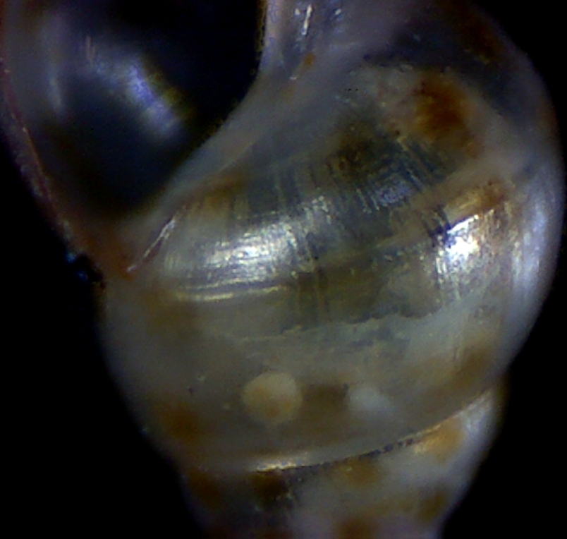 Setia maculata
