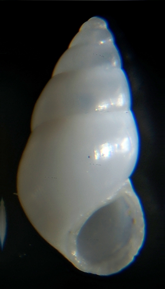 Peringiella elegans ?? = Hydrobia djerbaensis