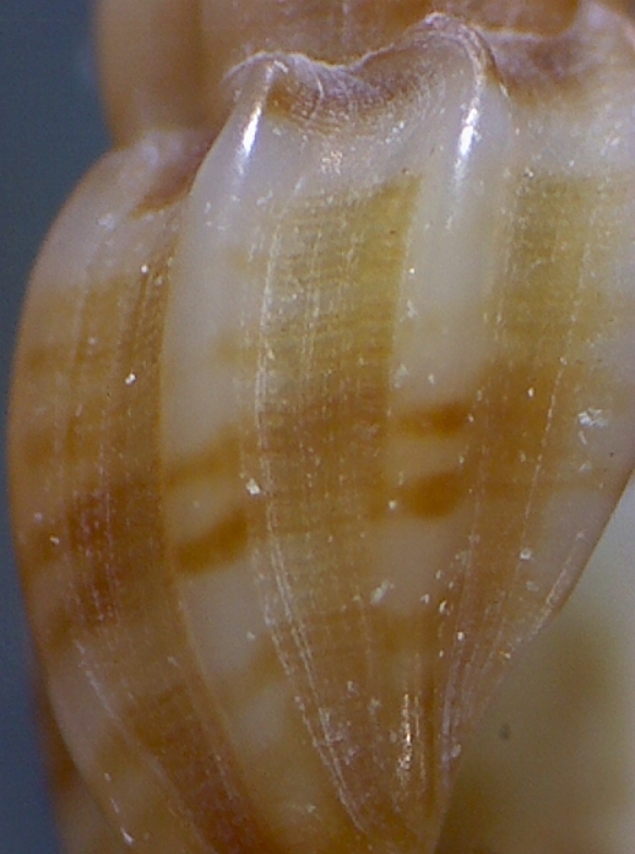 Mangelia sandrii ? coarctata?