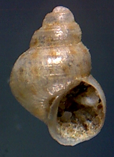 Alvania gagliniae