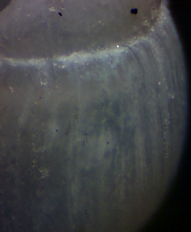 Odostomia ?