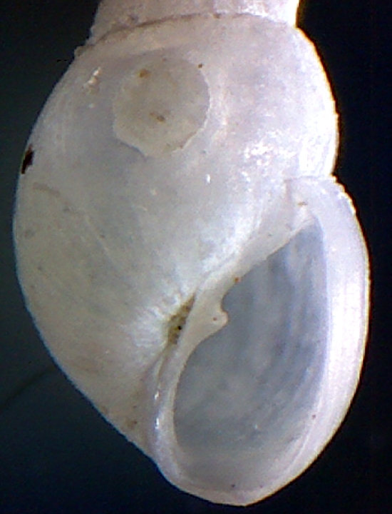 Odostomia ?