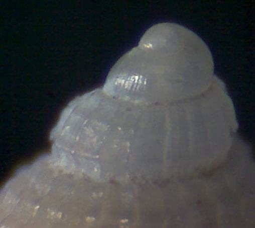 Alvania mamillata ?