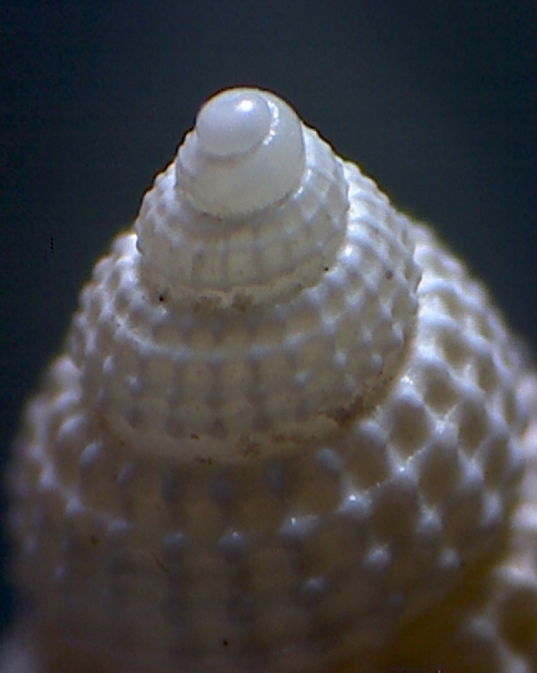 Alvania mamillata ?