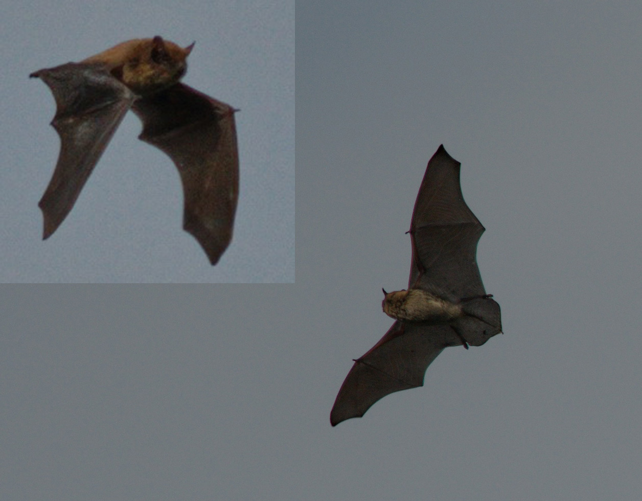 Pipistrello in volo da identificare