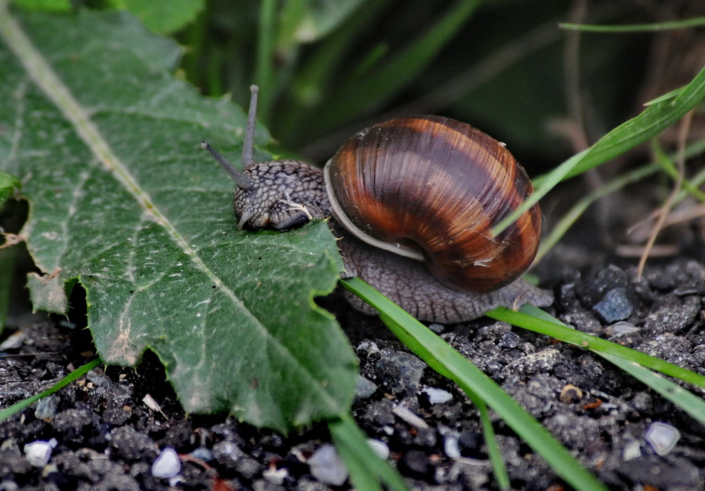 alcuni molluschi da identificare
