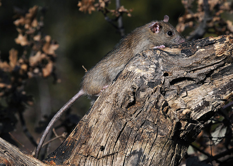 Ratto dei tetti