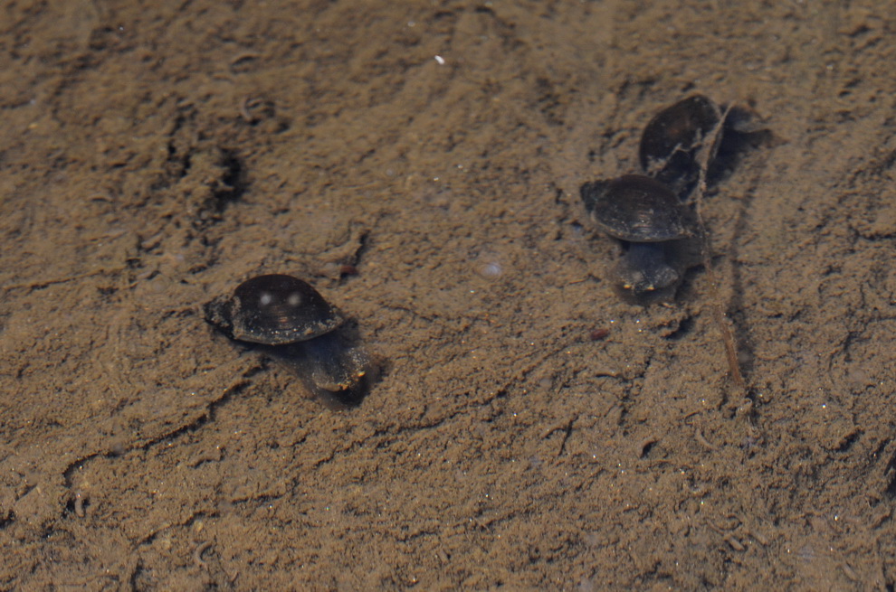 alcuni molluschi da identificare