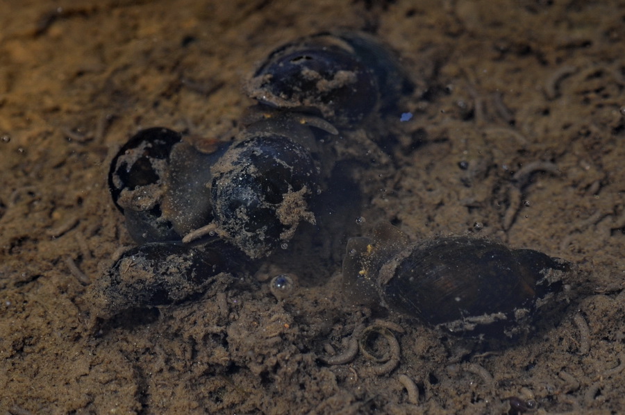 alcuni molluschi da identificare