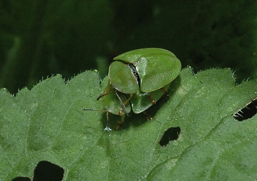 Cassida viridis