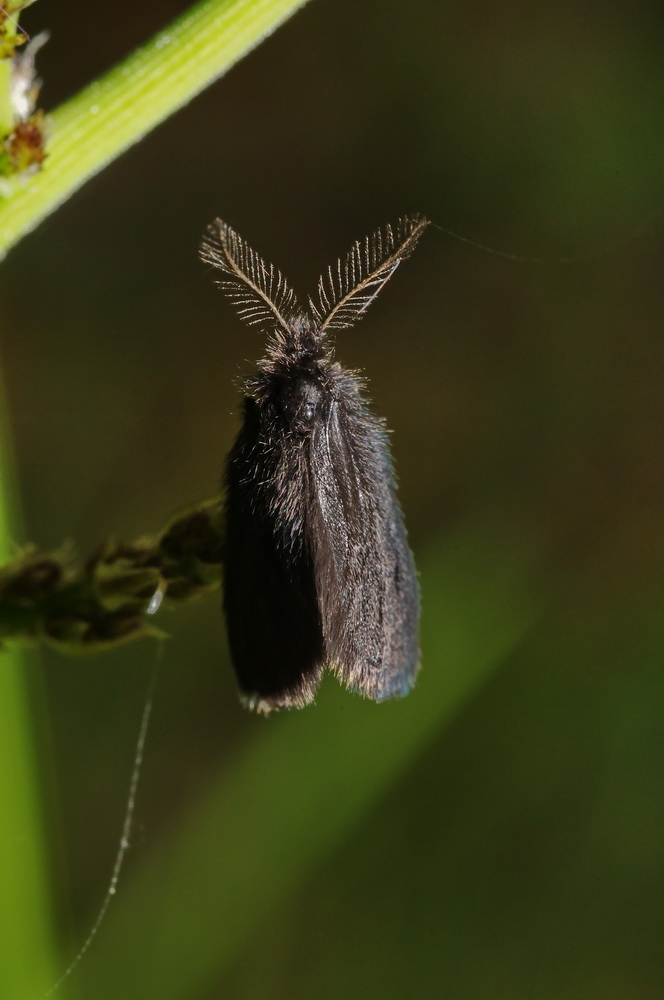 piccolo lepidottero da determinare... - Psychidae
